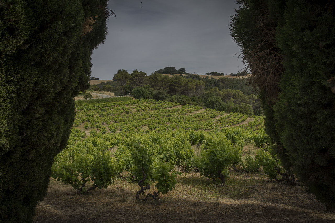 Bodega Señorío de Sarría D.O. Navarra El viñedo Señorío de Sarría